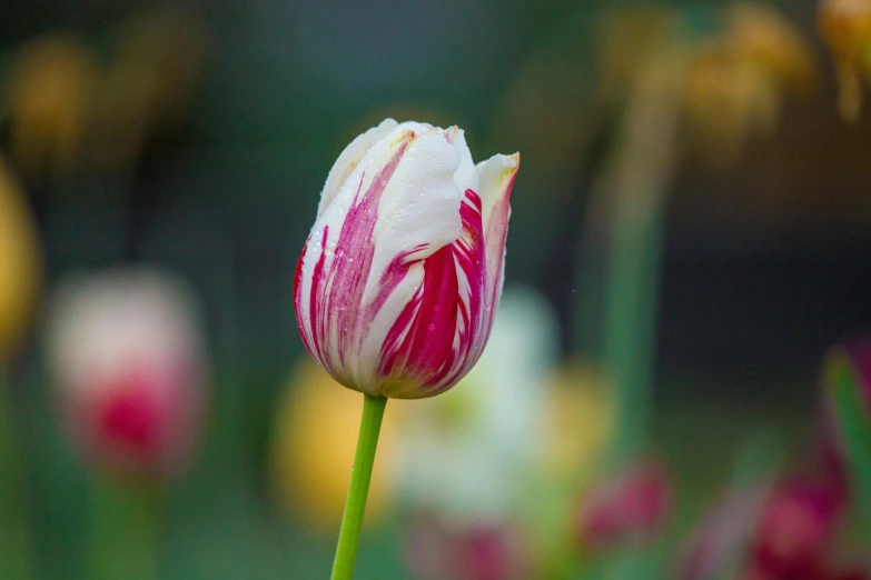 a pink and white flower with blurry background