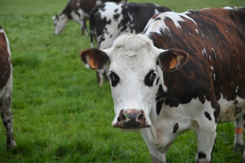 a herd of cows grazing on a green pasture