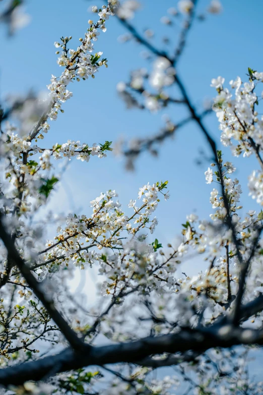 a close up of trees nches and flowers in the background