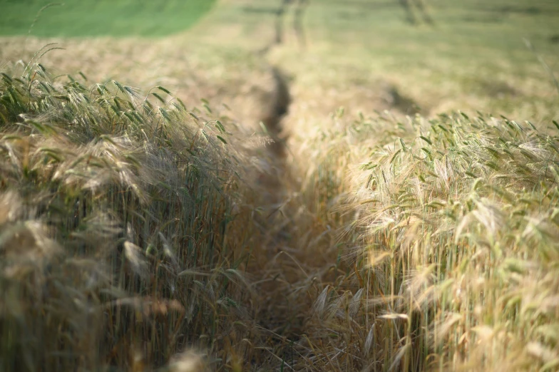 a path in a field that has grass in the foreground