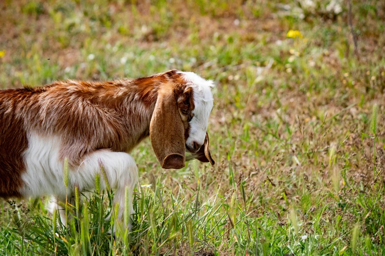 a close up of a goat in grass with a baby goat