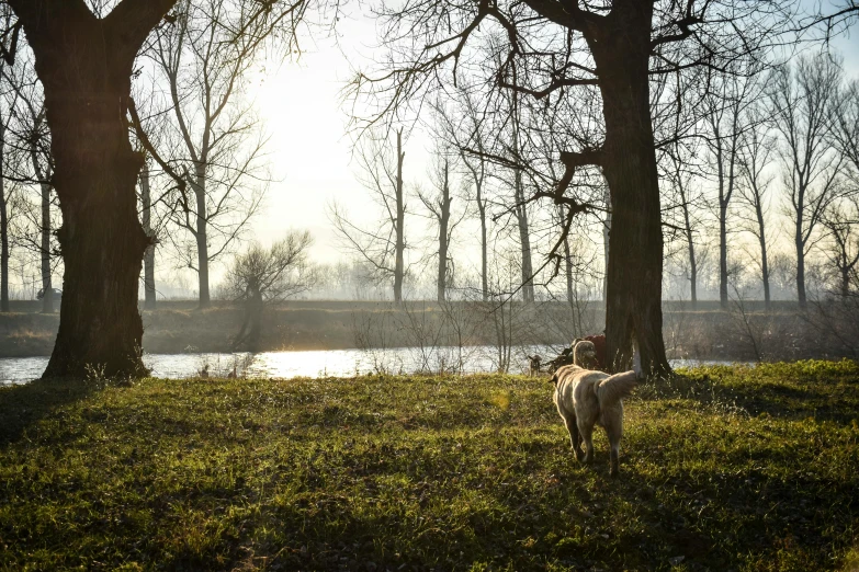 a dog in the park enjoying the sun and trees