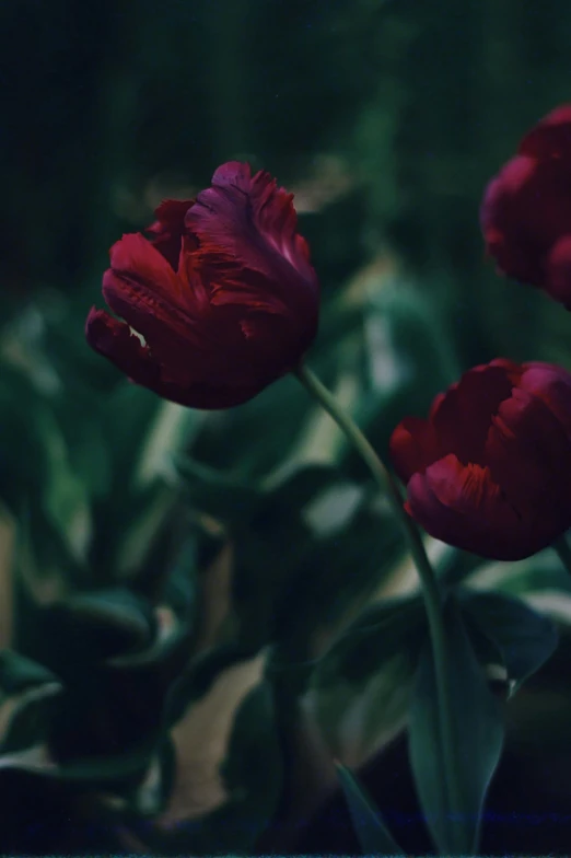 two tulips are growing together in the garden