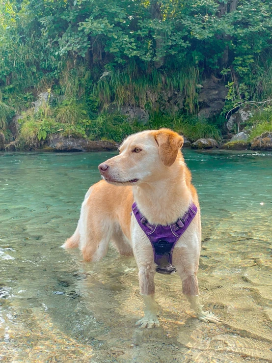 a large yellow dog standing in shallow water