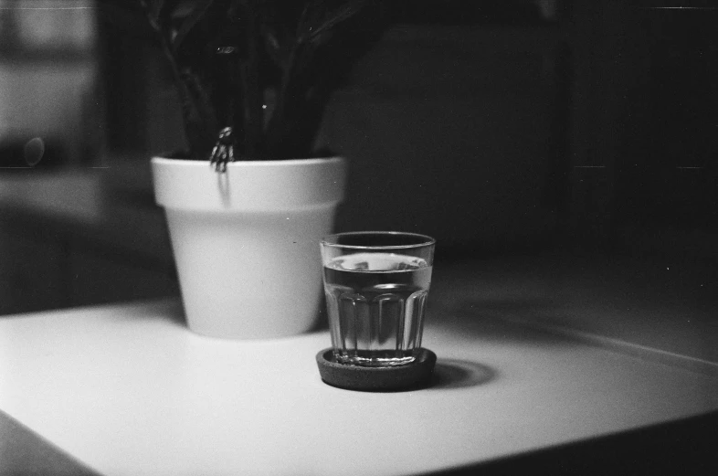 a black and white pograph of a cup with some kind of flower in it