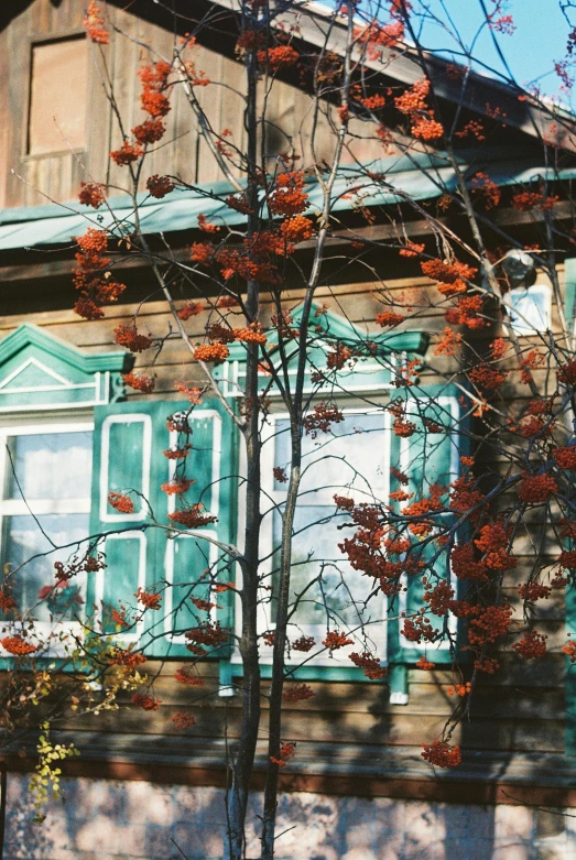 a house with windows and flowers outside and red foliage