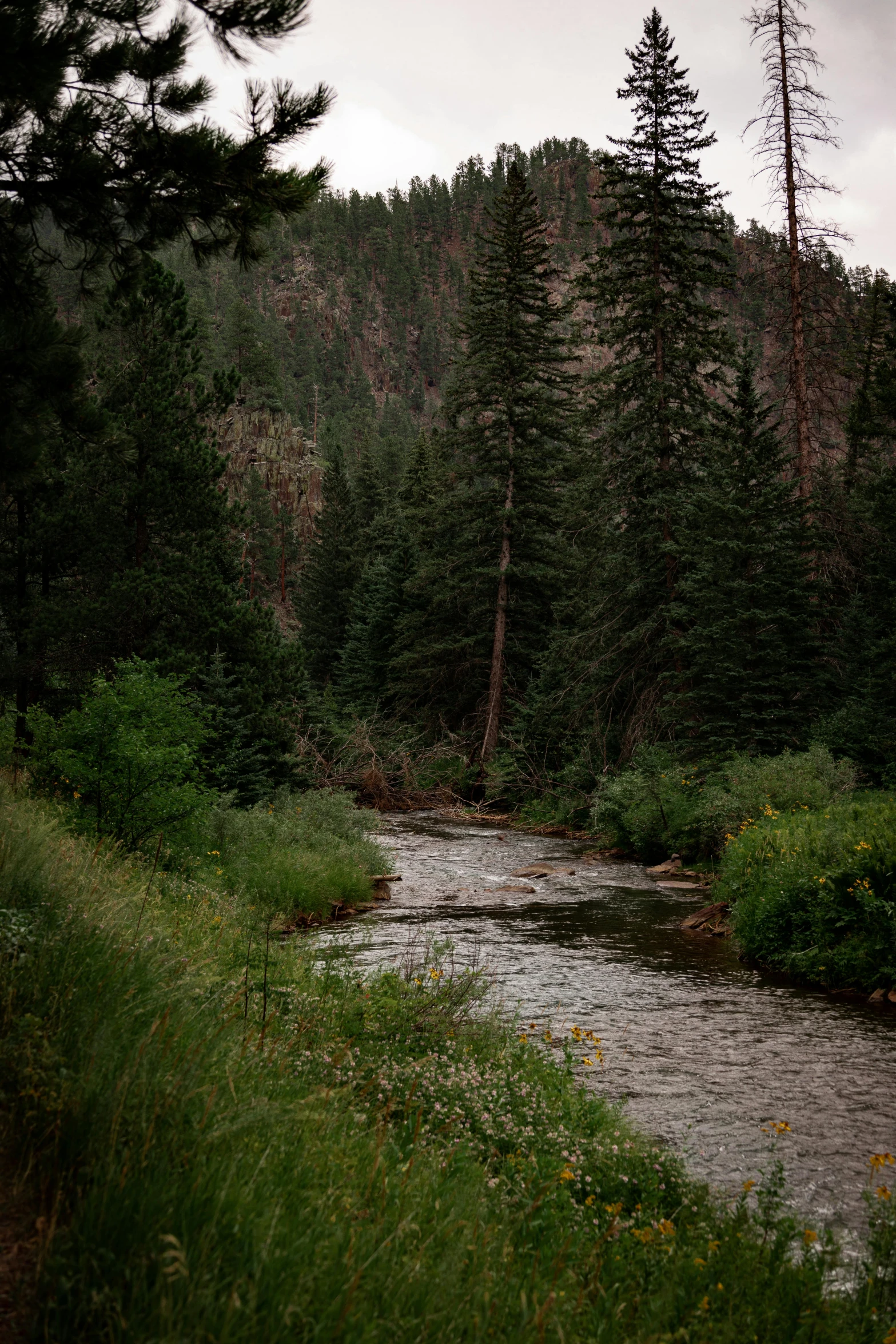 a river flows next to some evergreen trees