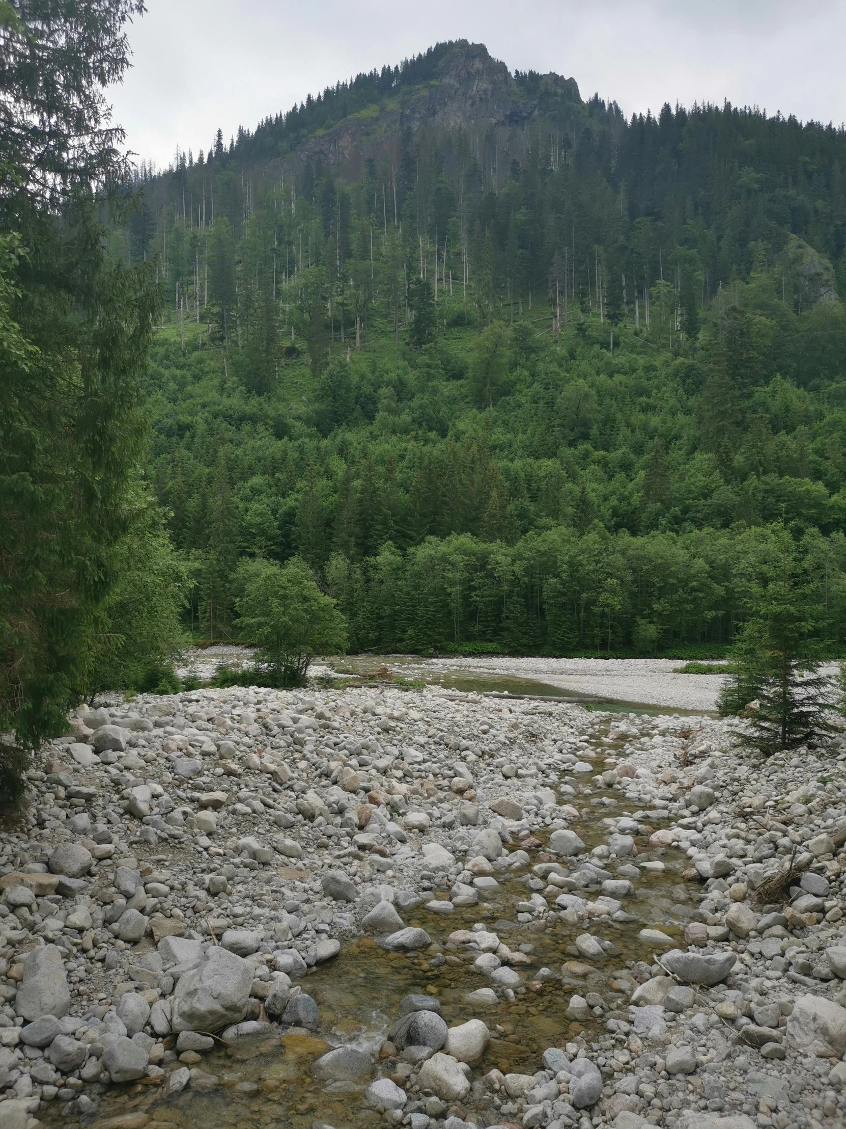 there is a large river running through the forest