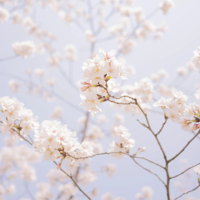 a closeup of some nches with flowers