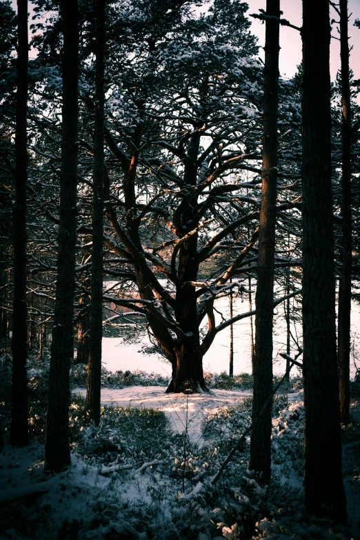 the large tree is surrounded by several trees