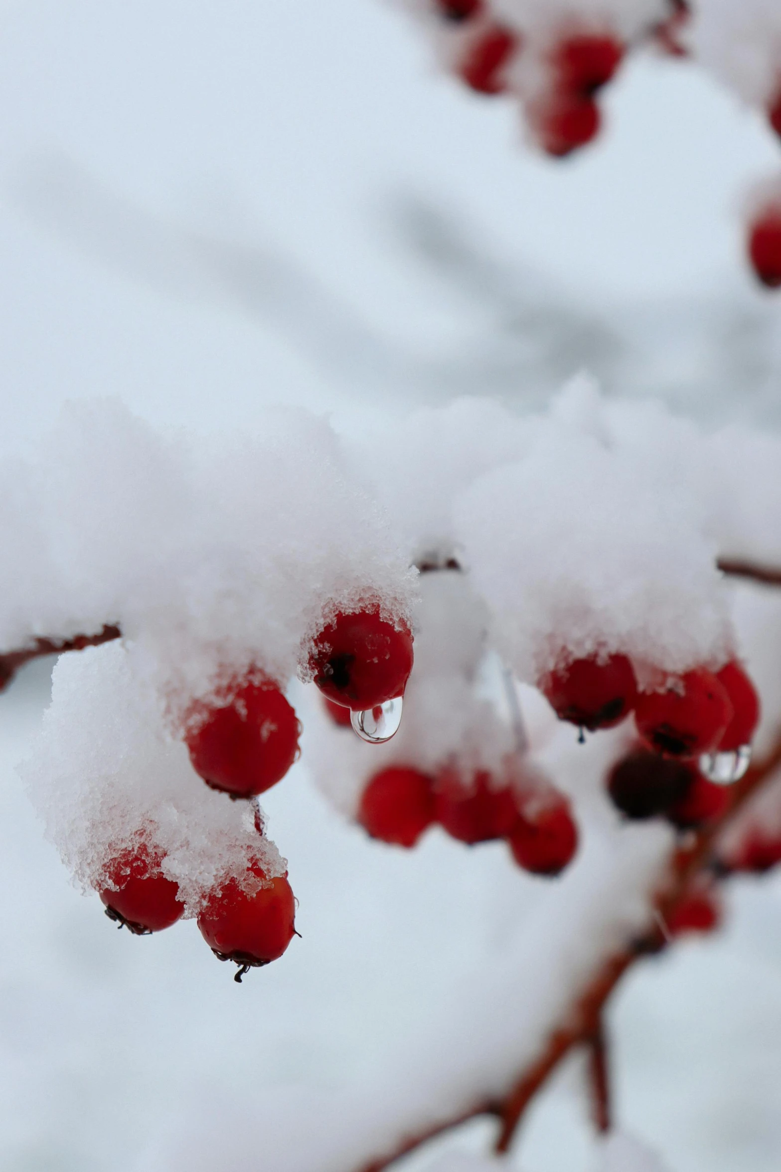 snow on the nches of red berries is almost out