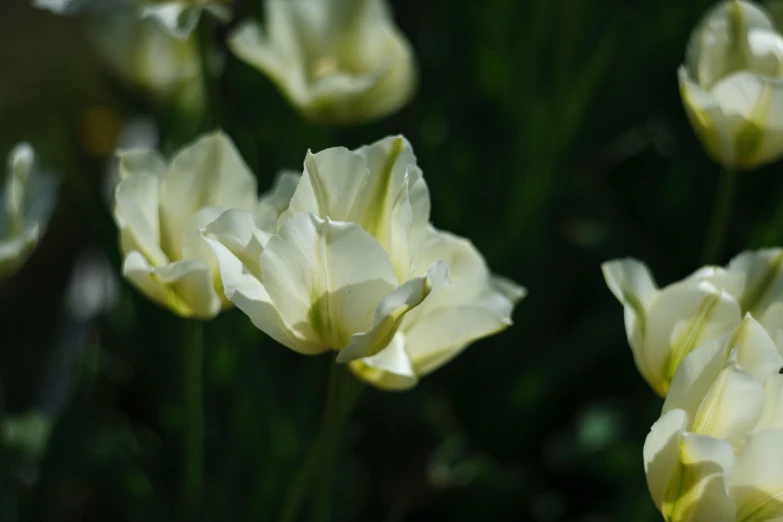 several large white flowers growing in the grass