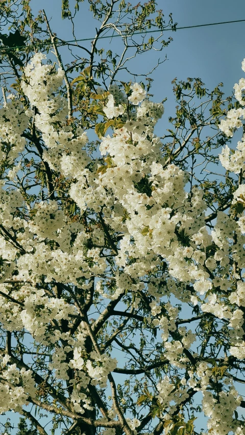 there is a large tree with flowers near a stop sign