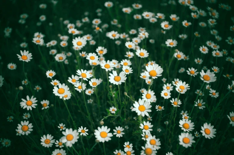 several daisy flowers are shown with different shades and shapes