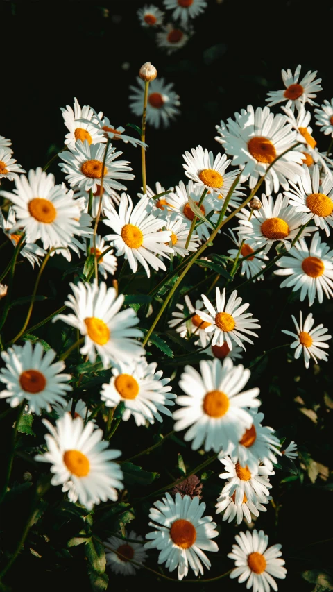 a close up picture of daisies on black background