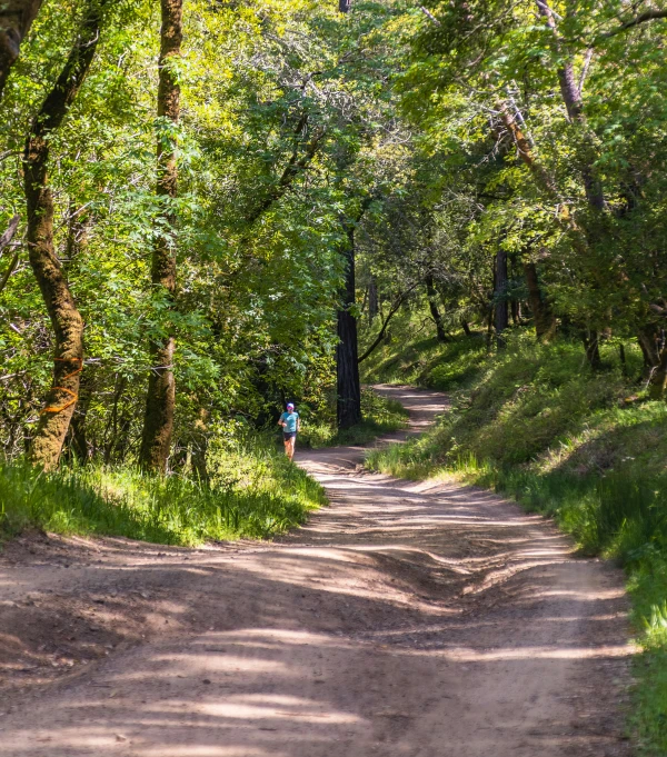 a person on a dirt road between trees