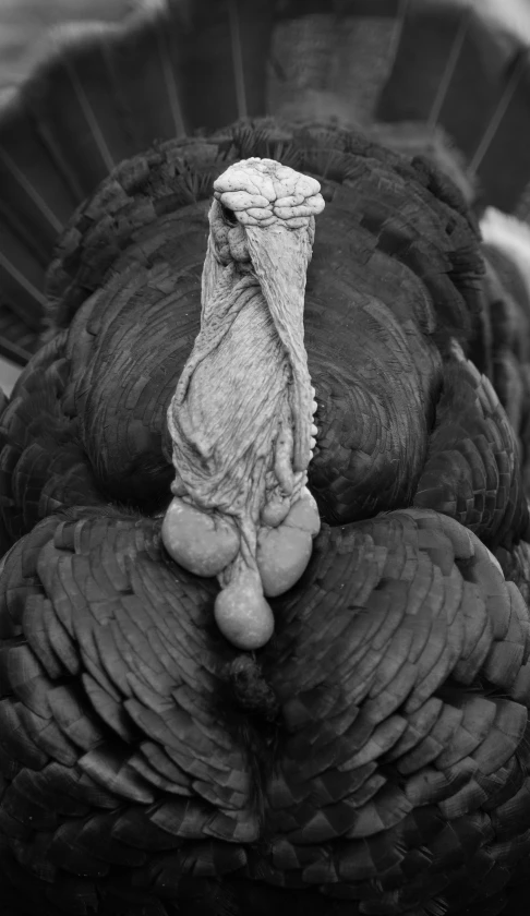 a black and white pograph of a turkey that has all it's feathers and eggs laid down