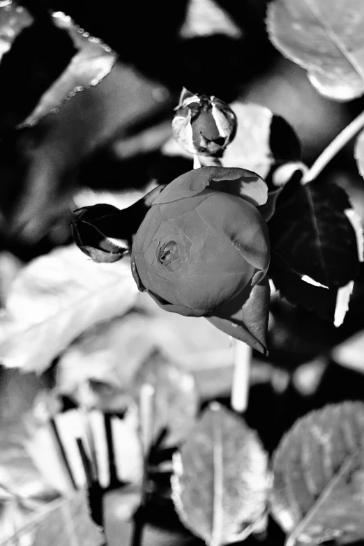 a black and white po of a flower in the wild