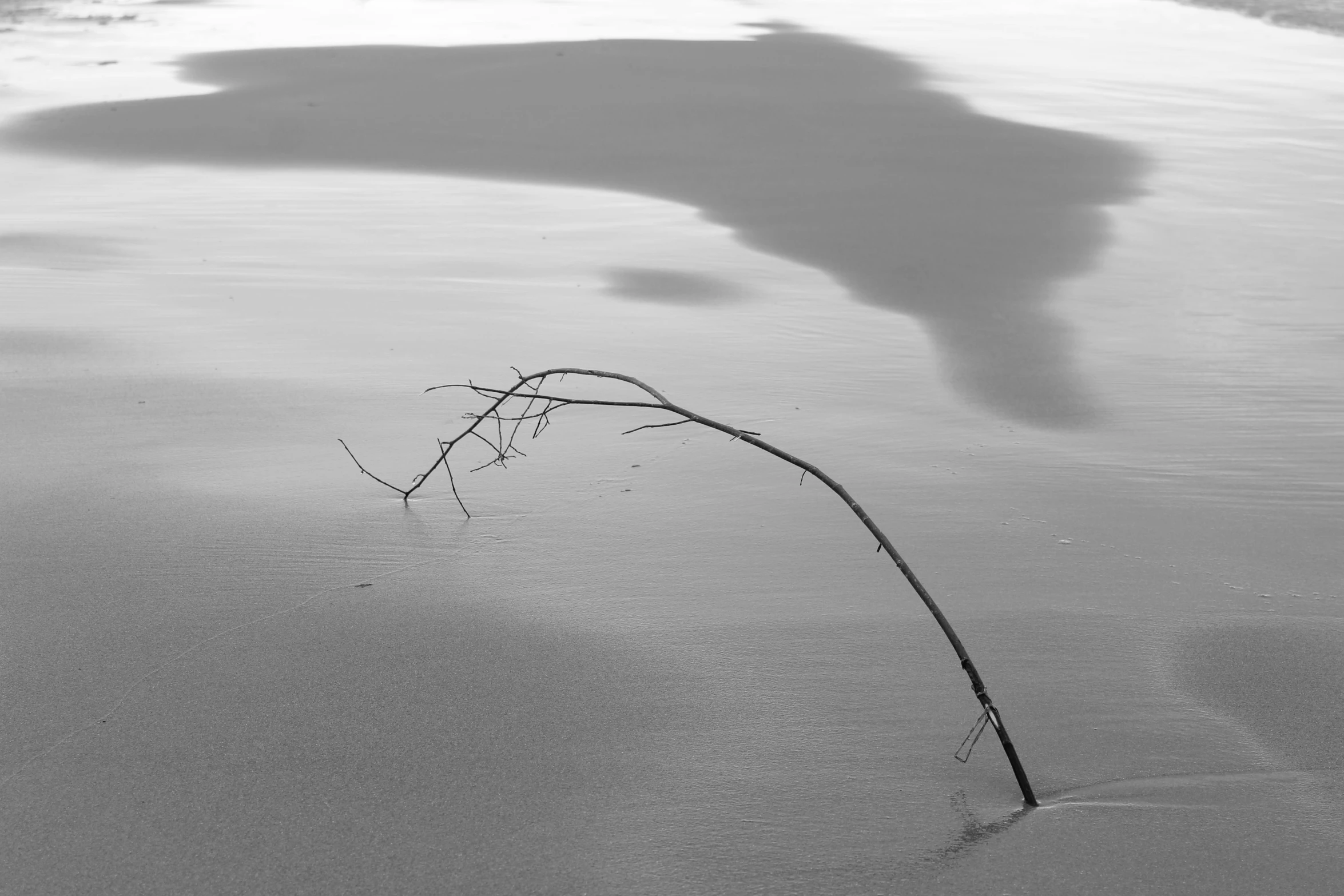 a lone stalk is sprouting from the water at a beach