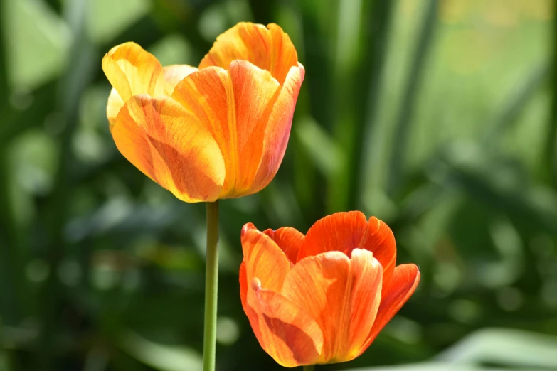 two orange and yellow tulips are shown with green leaves