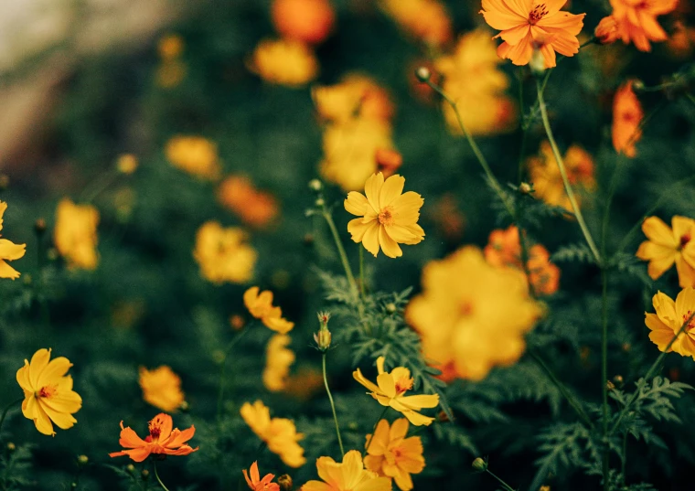 a yellow and red flower with orange petals