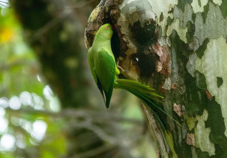 a parrot sits on the bark of a tree