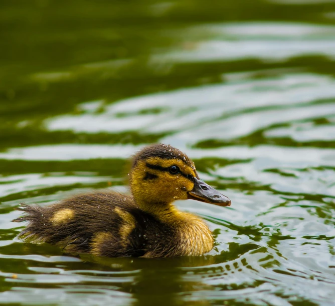 a duckling swims on the water in its habitat