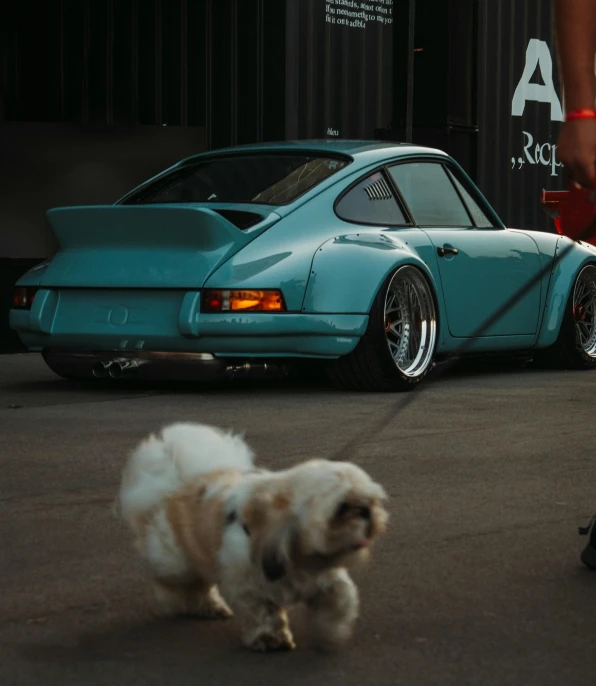 a little dog is walking across the street with a blue porsche