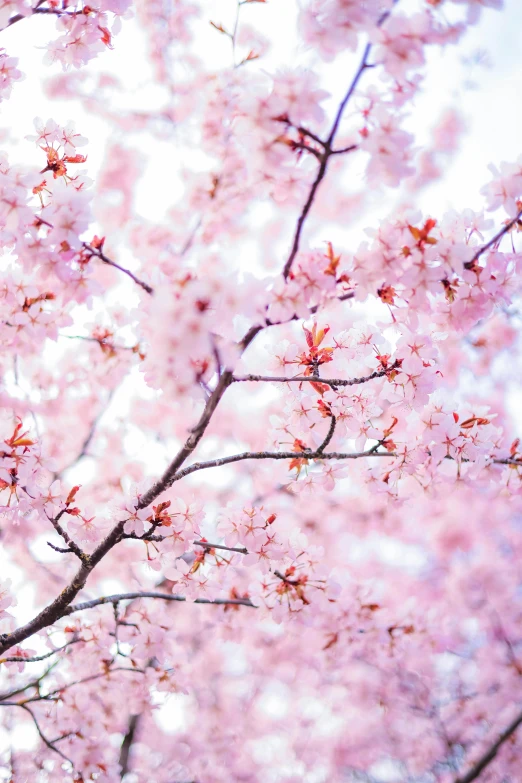 this is an image of pink blossoms on the nches of trees