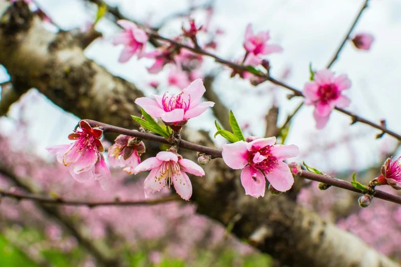 a beautiful spring scene with blooming peach trees