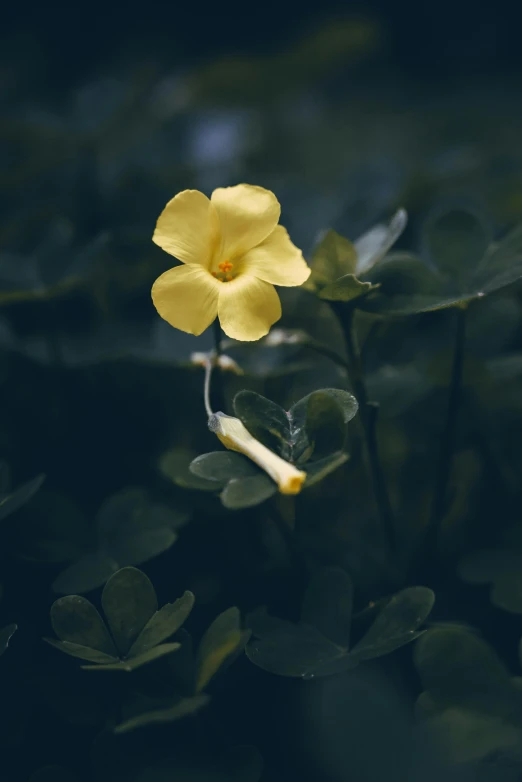 yellow flowers are growing in the dark outside