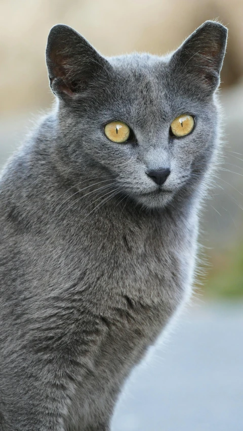 a gray cat with yellow eyes staring ahead