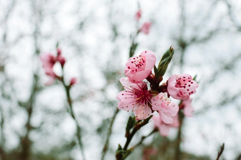 some pink flowers in the middle of the day