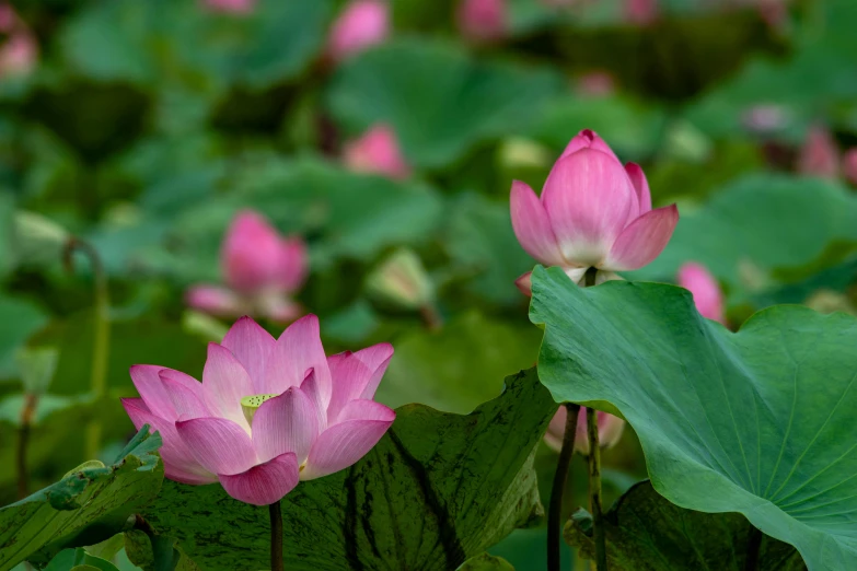 pink lotus flowers on large leaves at the base of a lake