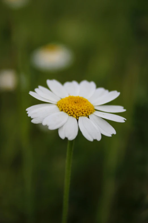 a single white flower with yellow center in front of green grass
