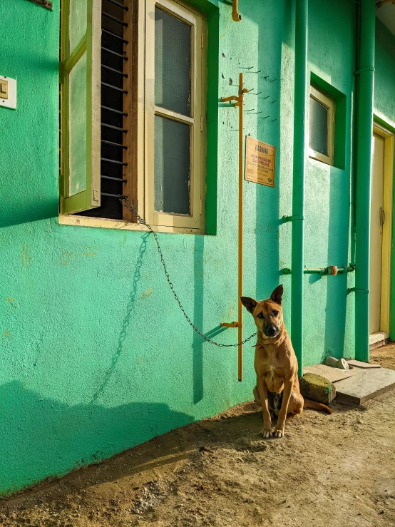 a dog sitting in front of some green buildings