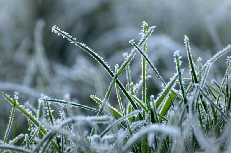 some very pretty grass covered in snow