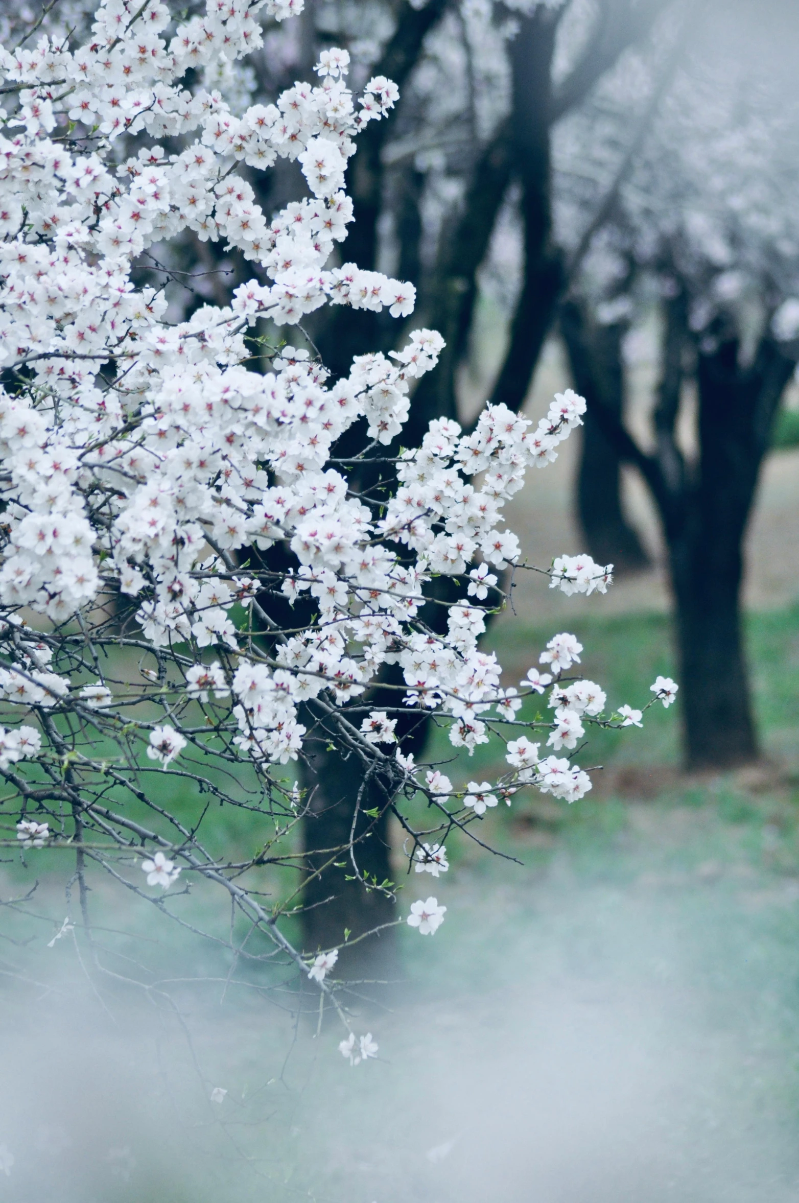 a tree with white flowers sitting on top of a grass covered field