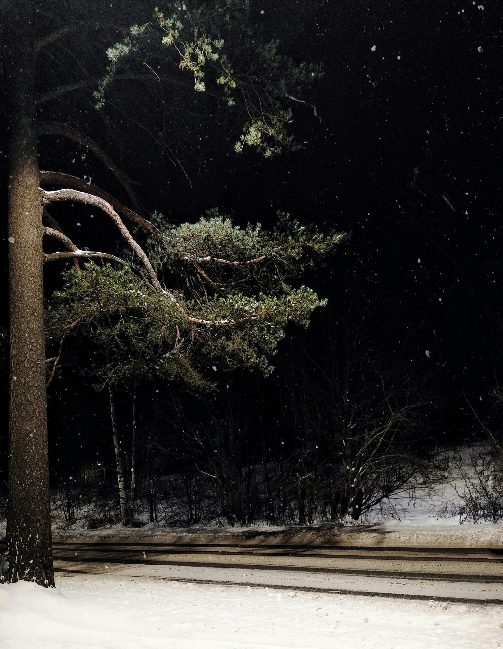 a stop sign stands in front of a snowy forest