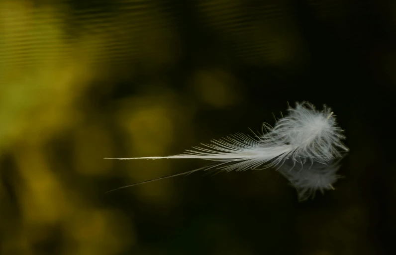 a fluffy white feather floating on water