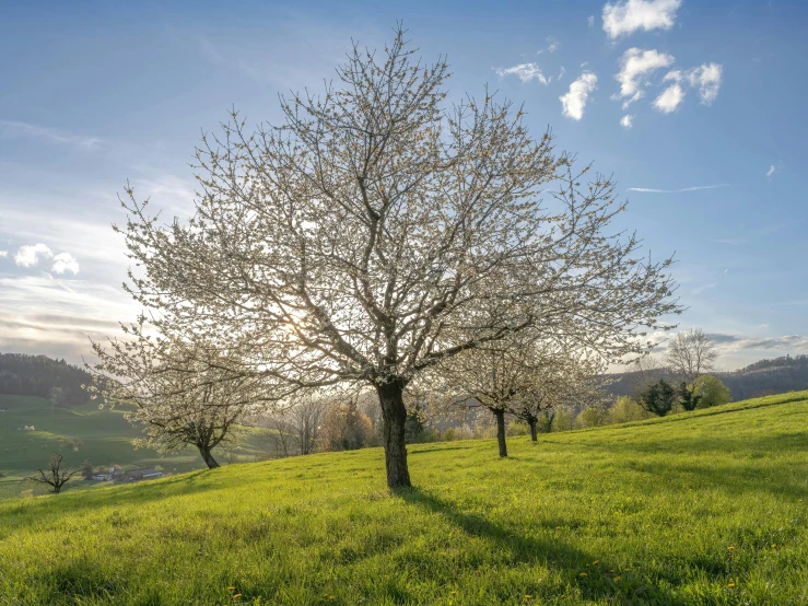 a tree standing in a green field with mountains behind