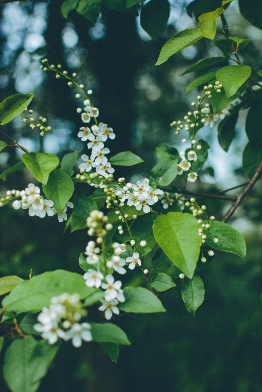 a tree with flowers that is growing on it