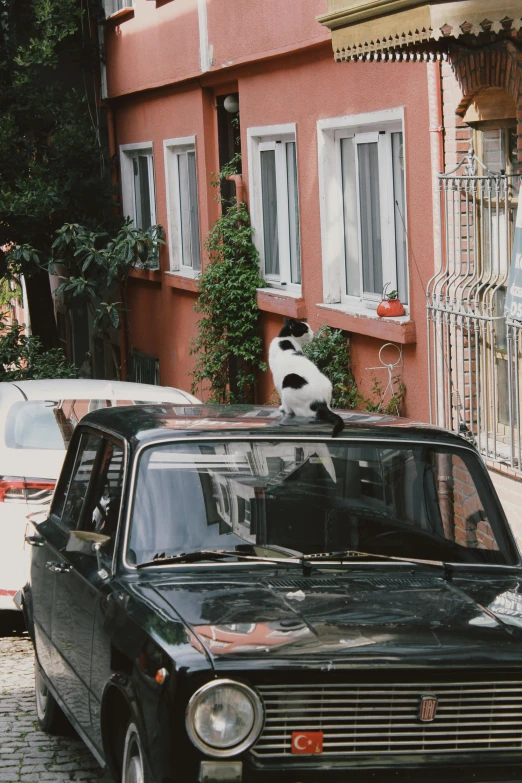 a cat is sitting on top of a car