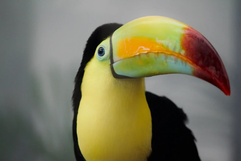 a small yellow and black bird with a colorful beak