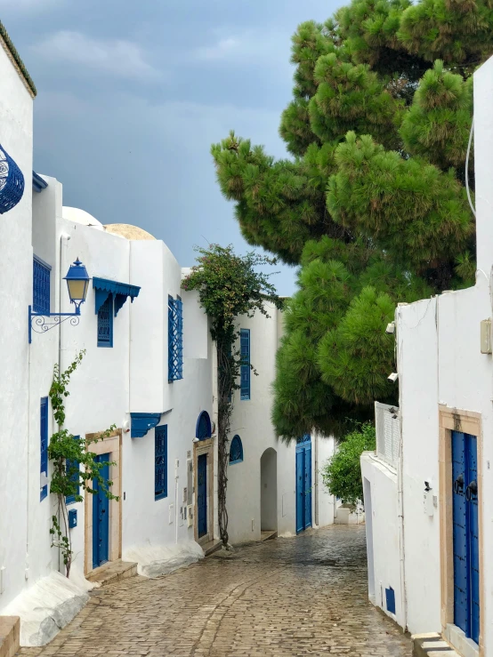 a narrow street has blue doors and bushes