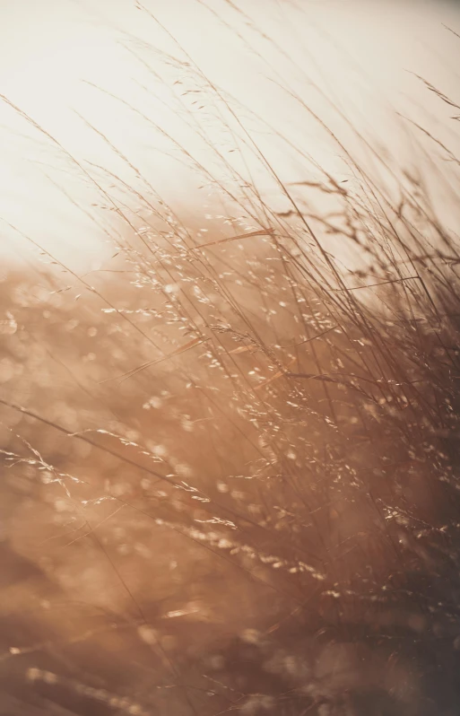 a group of tall grass blowing in the wind