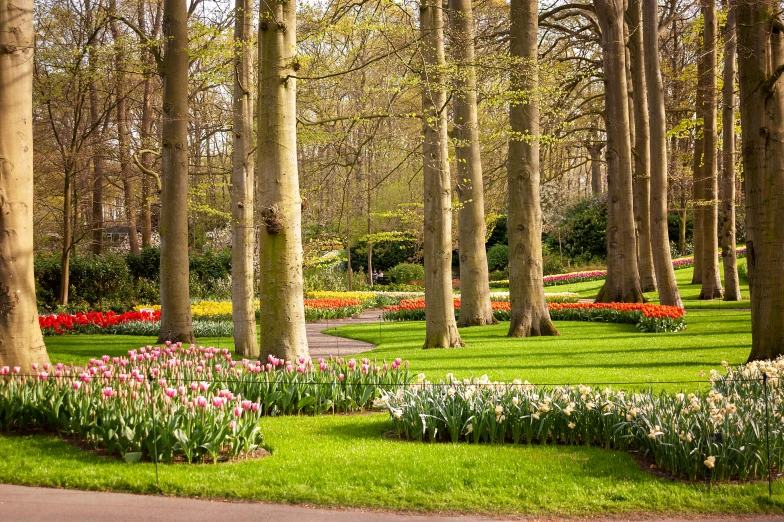 a lush green park with flowers in bloom