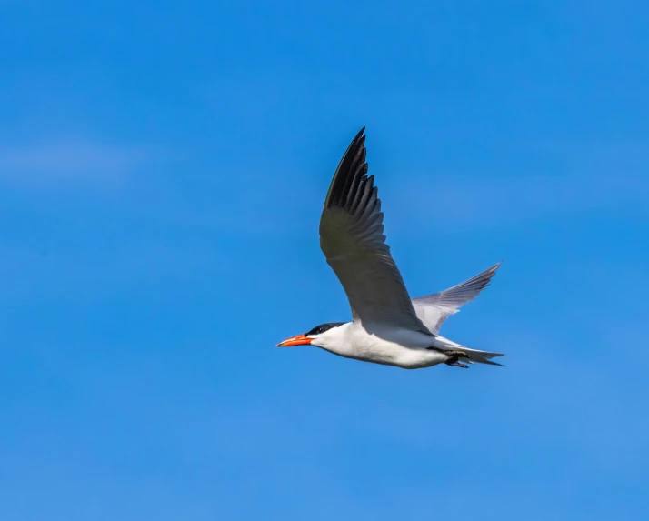 a seagull in flight in the blue sky