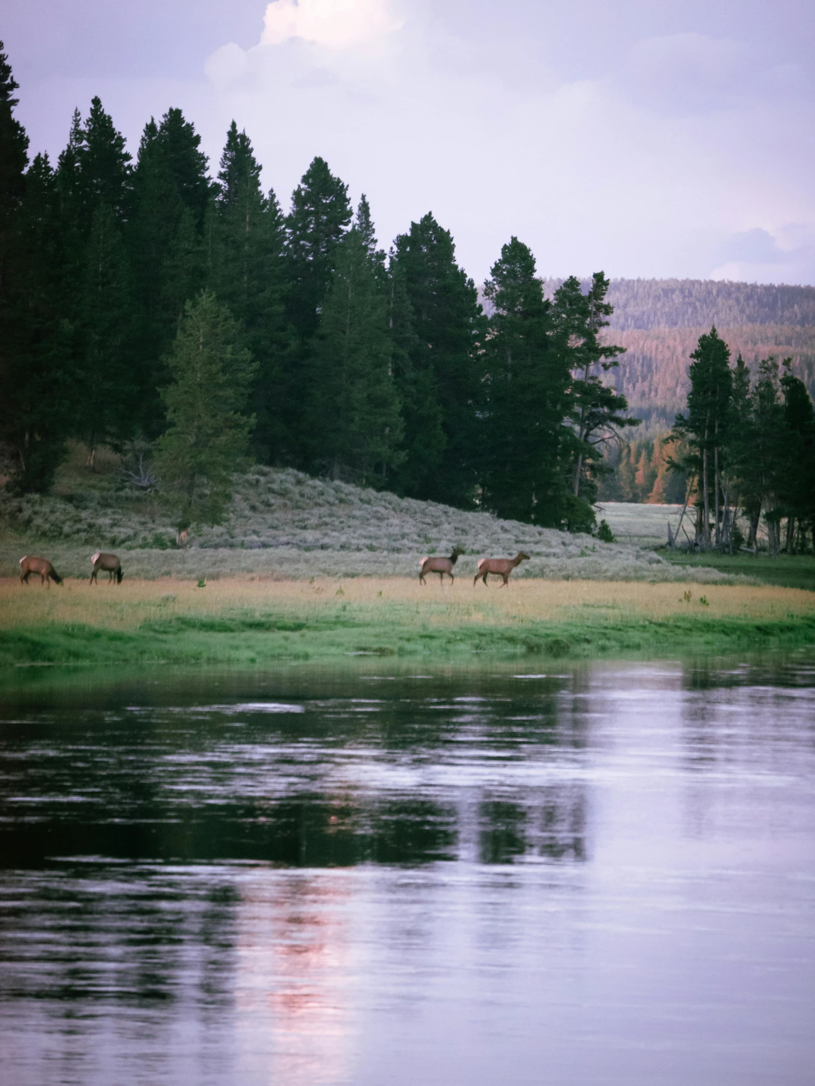 the animals are on the bank of the river