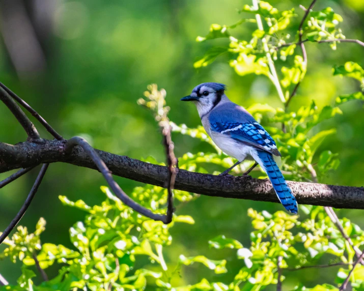 a blue bird perched on a tree nch